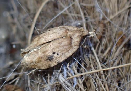 Réf. 328 919 : Agonopterix sp.